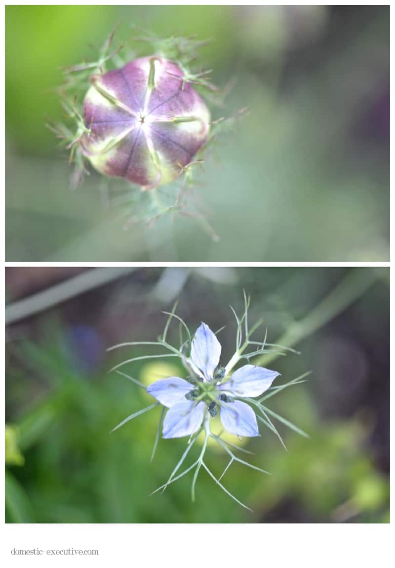 Nigella 023