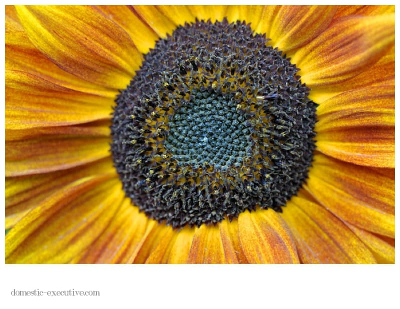 Sunflower 021