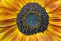 Sunflower 021