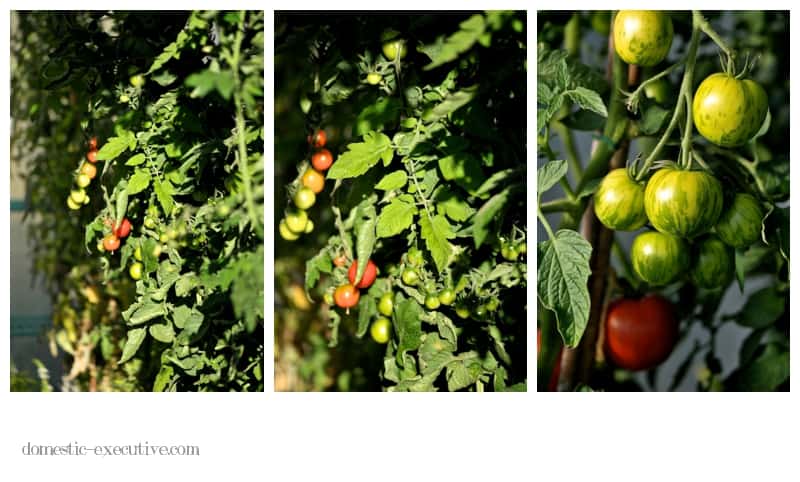 Tomatoes 051