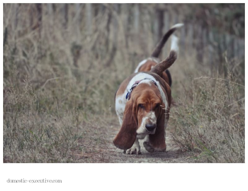 Bassets Bassets2013 03 15 DSC 99581