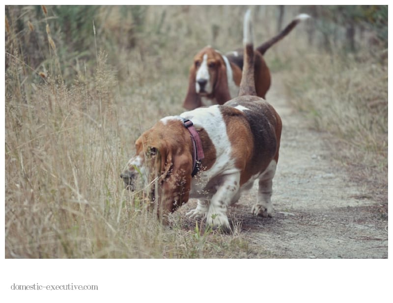 Bassets Bassets2013 03 15 DSC 99602