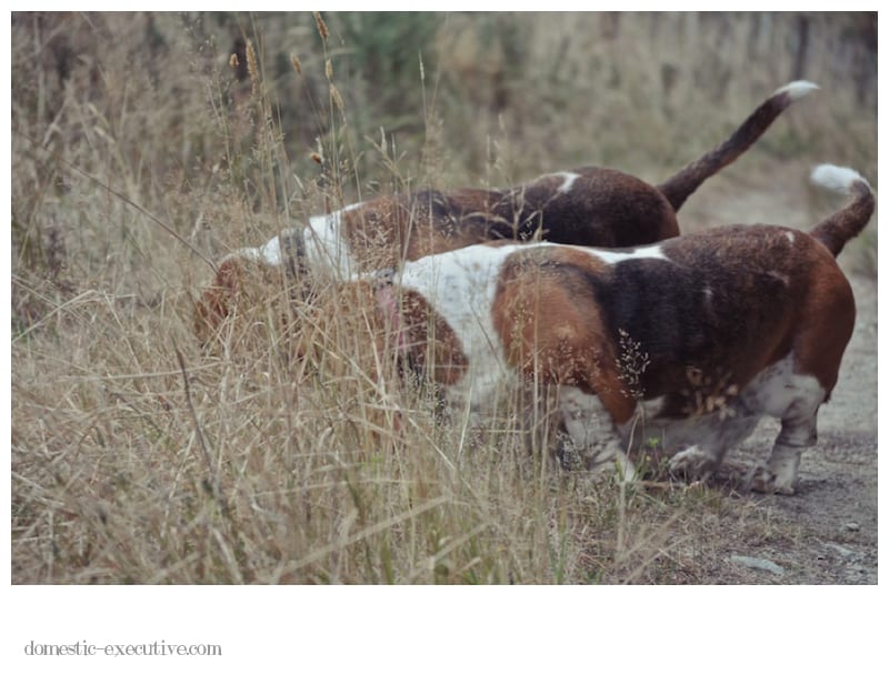 Bassets Bassets2013 03 15 DSC 99613