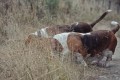 Bassets Bassets2013-03-15 DSC_99613