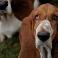 Bassets