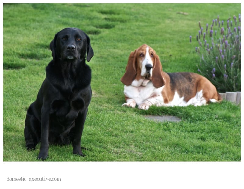 Hounds and Abby Dog Shoot2013 05 09 DSC 05615