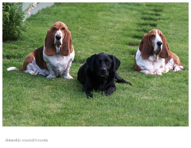 Hounds and Abby Dog Shoot2013 05 09 DSC 05696