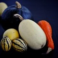 Squashes Autumn Flush2013-05-01 DSC_0405