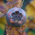 Medlar