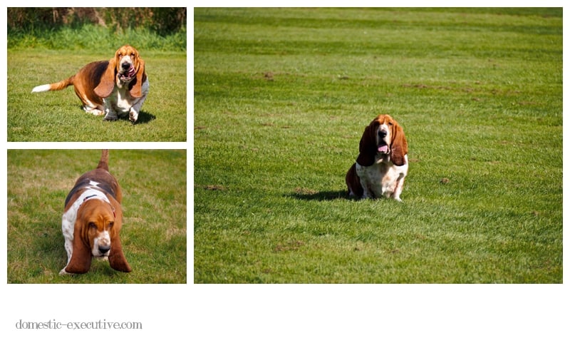 Bassets August 070