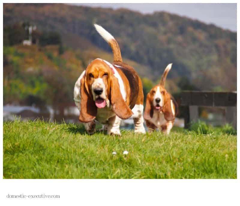 Bassets August 077