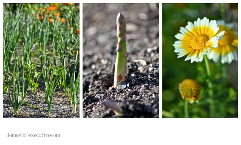 Kitchen Garden 075