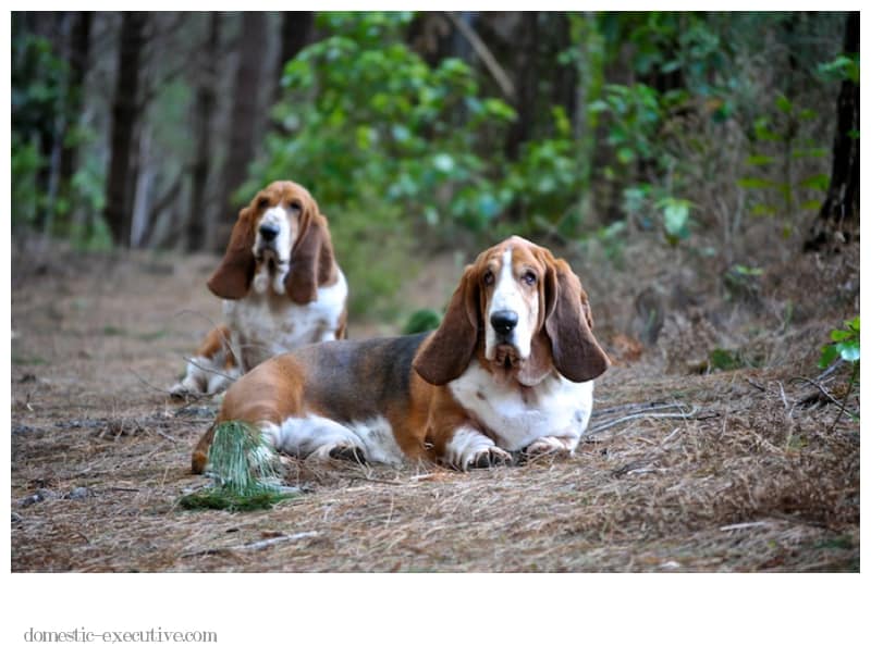 Bassets 070