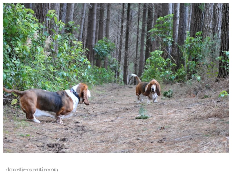 Bassets 071