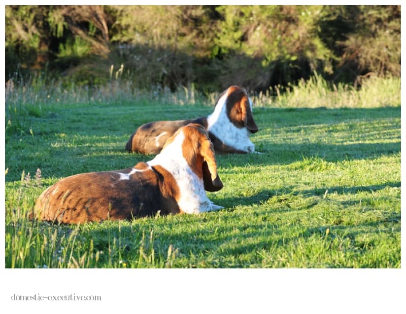 Bassets 2013 12 14 DSC 1050