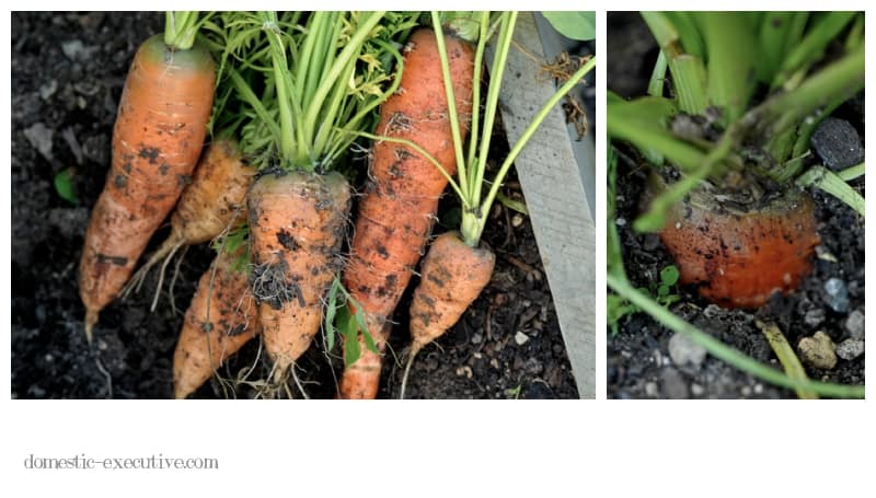 Kitchen Garden 2014 04 067