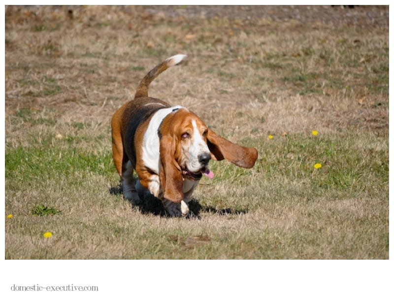 Bassets 2014 04 0510