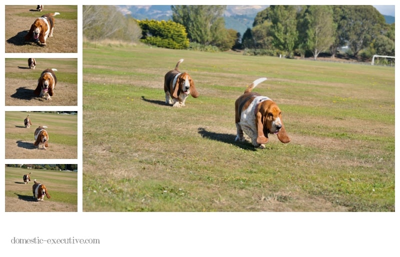 Bassets 2014 04 0514