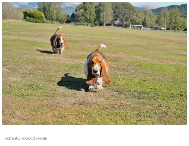 Bassets 2014 04 0521