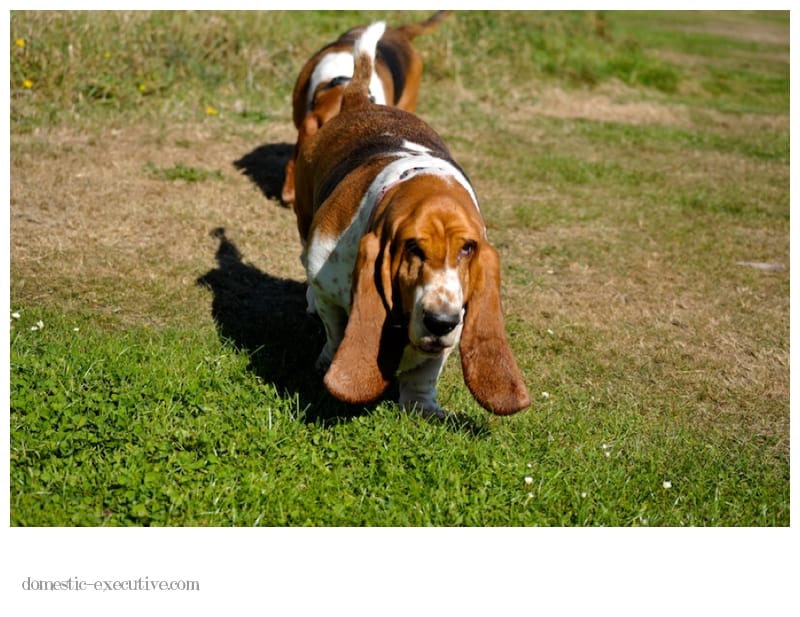 Bassets 2014 04 0524