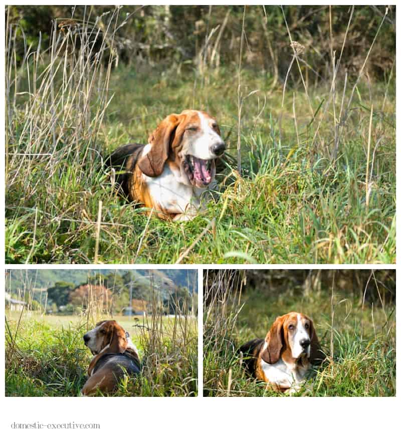 Bassets 2014 04 0533