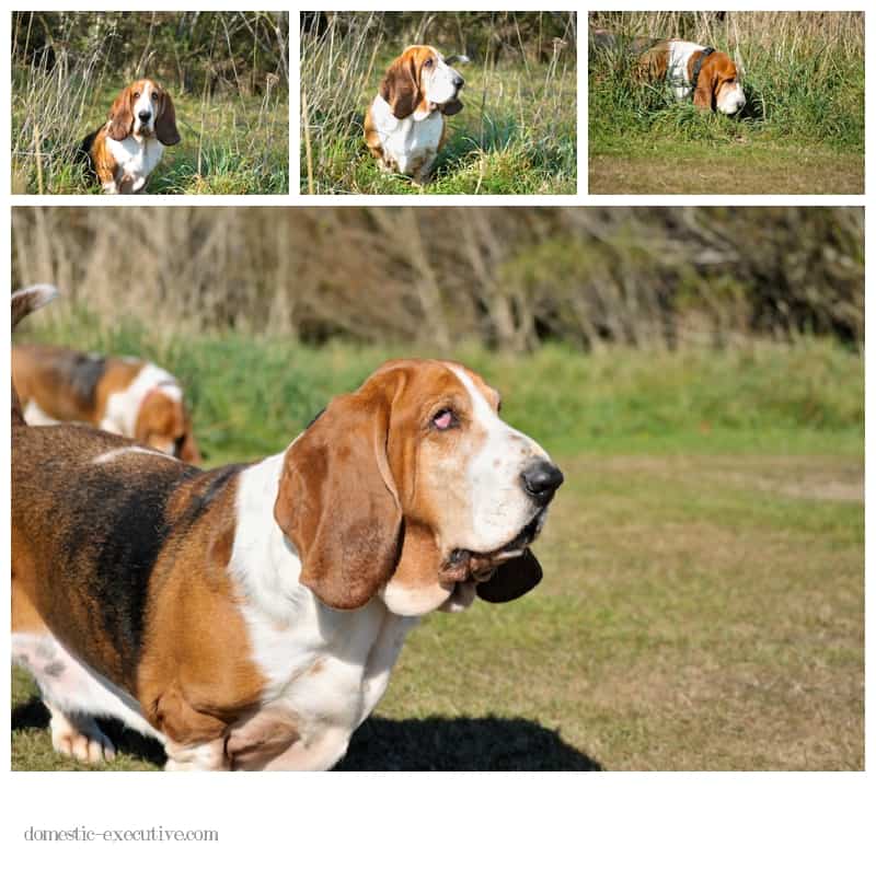 Bassets 2014 04 0534