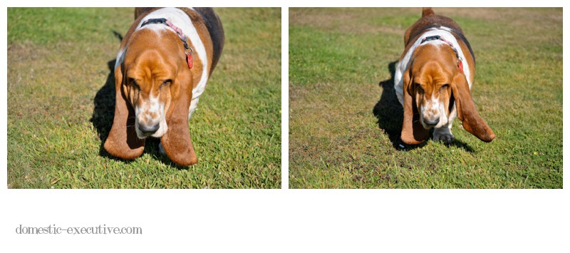 Bassets 2014 04 0541