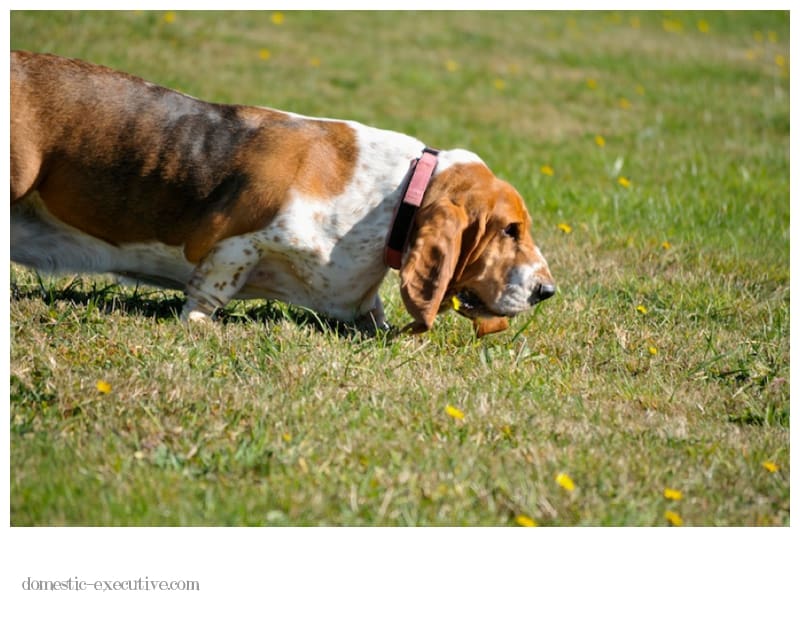 Bassets 2014 04 059