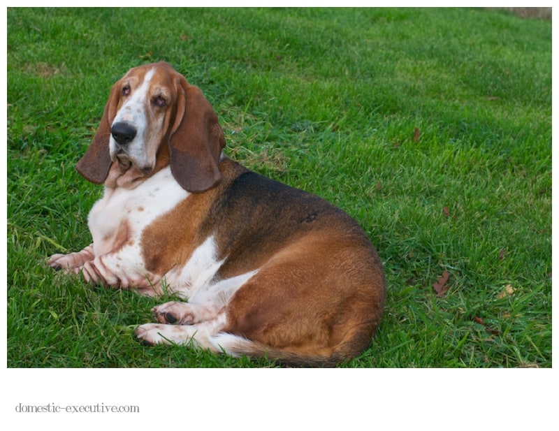 Bassets 2014-06-081