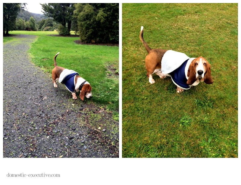 Basset Walk  2014-06-122