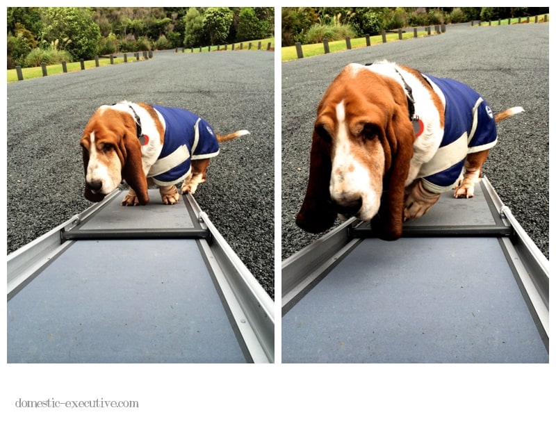 Basset Walk  2014-06-128