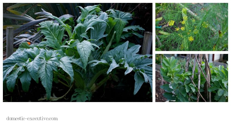 Kitchen Garden 2014-06-0812