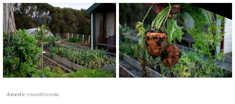 Kitchen Garden 2014-06-0818