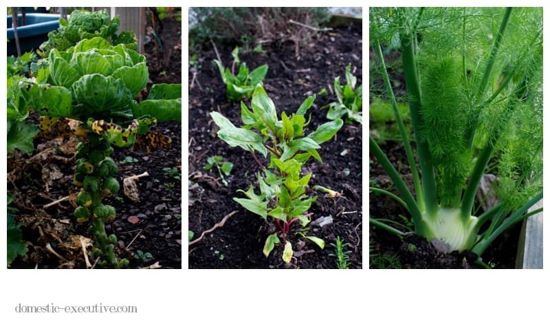 Kitchen Garden 2014-06-082