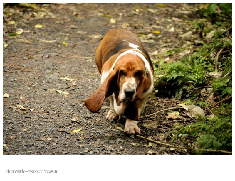 Bassets 2014-09-112