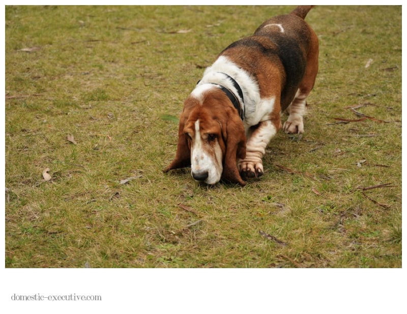 Bassets 2014-09-113