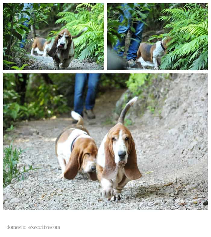 Bassets 2015-01-05 (11)