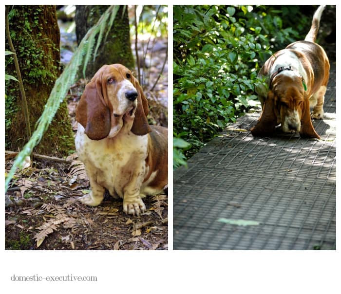 Bassets 2015-01-05