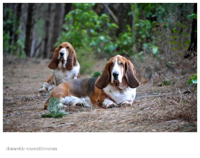 Bassets 2013-10-28