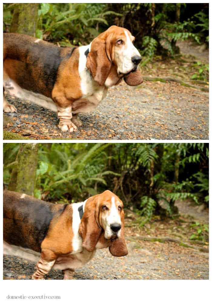 Bassets 2015-01-08 (12)