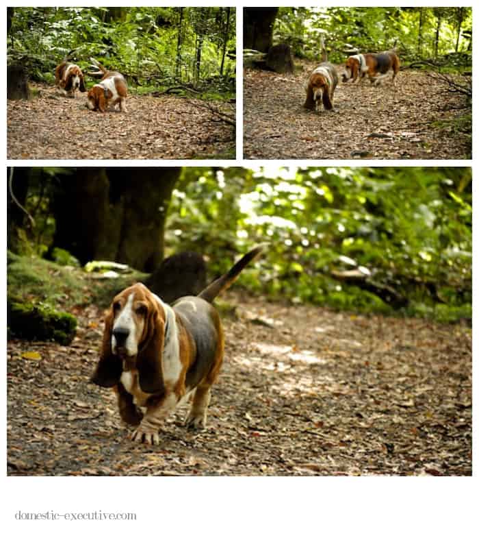 Bassets 2015-01-08 (7)