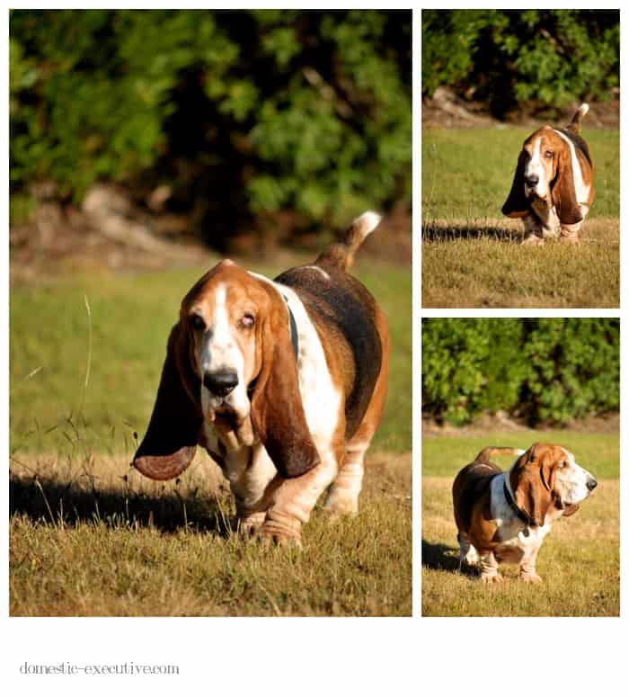 Bassets 2015-01-23 (1)