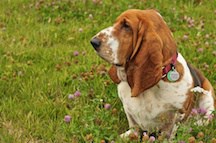 Being a basset on your own