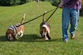 Basset routines