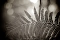 Silver fern