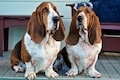 Clean Bassets