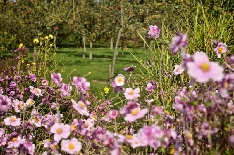 Orchard Bounty