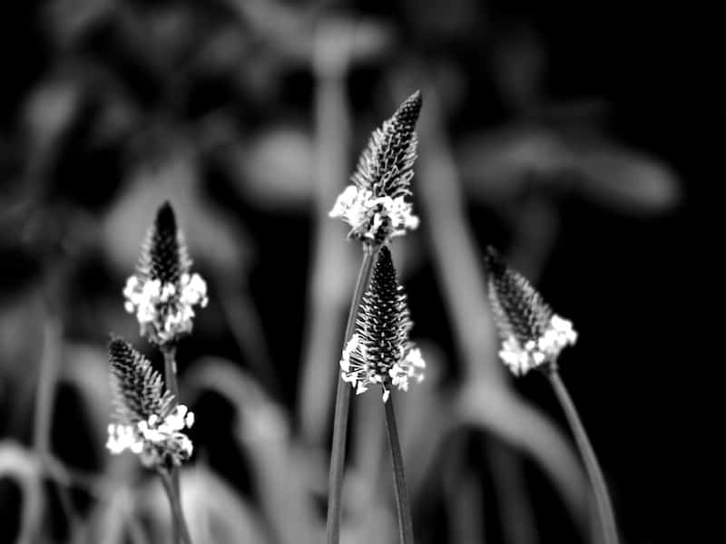 Weed or flower?