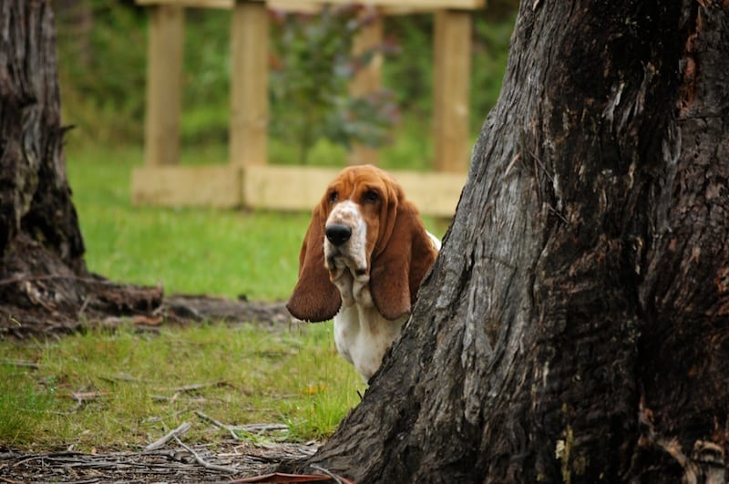 Basset woes