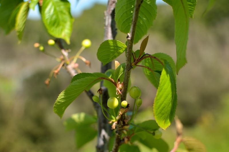 Cherries and other growing battles